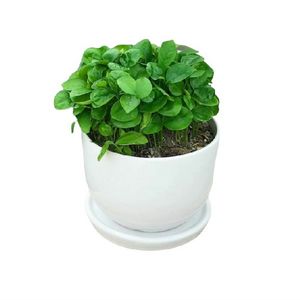 گیاه طبیعی سبزه نارنج مدل sz کد 20