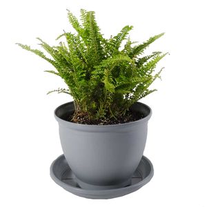 گیاه طبیعی سرخس مدل p 07
