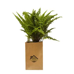 گیاه طبیعی سرخس ملکی گاردن مدل mg01