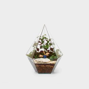 گیاه طبیعی سل تراریوم مدل الماس ایستاده