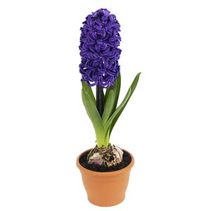 گیاه طبیعی سنبل مدل m29