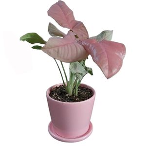 گیاه طبیعی سینگونیوم صورتی مدل f 01