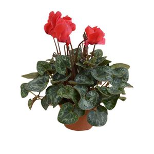 گیاه طبیعی سیکلامن مدل f 37