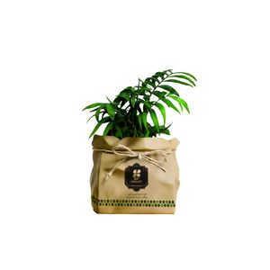 گیاه طبیعی شامادورا شرکت گلباران سبز گیلان مدل gn13 22k