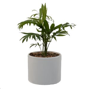 گیاه طبیعی شامادورا مدل sh1