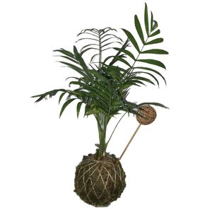 گیاه طبیعی شامادورا مدل کوکداما کد p.a.037