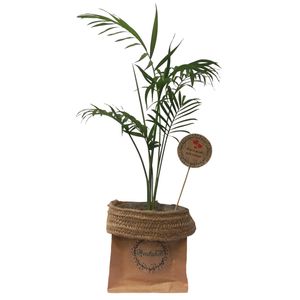گیاه طبیعی شامادورا کد p.a.013