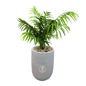 گیاه طبیعی شامادورا گلباران سبز گیلان مدل gn1 fan3