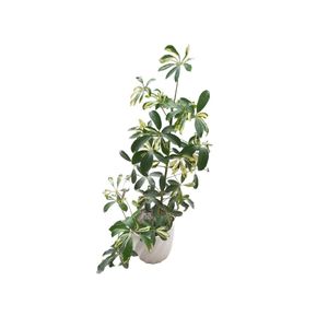 گیاه طبیعی شفرا ابلق کد 33