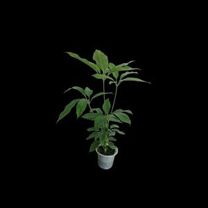 گیاه طبیعی شفلرا آمیت مدل shfa 2