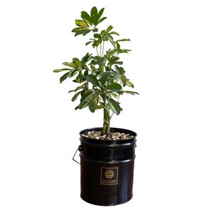 گیاه طبیعی شفلرا ابلق گل گیفت کد gp014