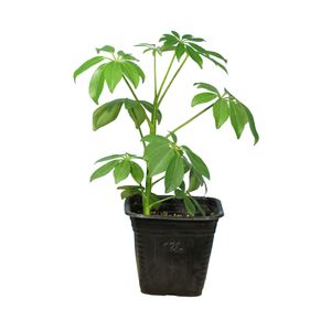 گیاه طبیعی شفلرا سبز کد23  as