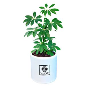 گیاه طبیعی شفلرا سبز گل گیفت کد gp011