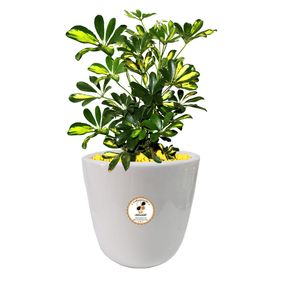 گیاه طبیعی شفلرا شرکت گلباران سبز گیلان مدل gn13 4s