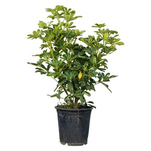گیاه طبیعی شفلرا مدل 01