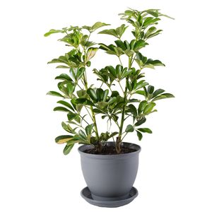 گیاه طبیعی شفلرا مدل p 06