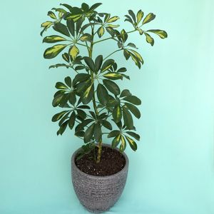 گیاه طبیعی شفلرا کد 01