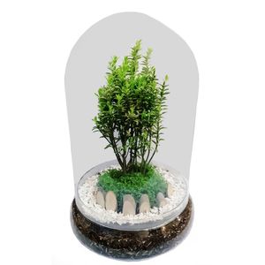 گیاه طبیعی شمشاد مدل c 3