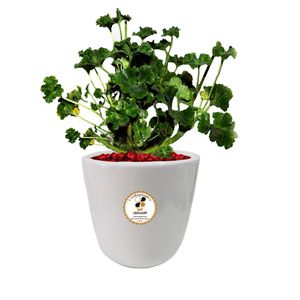 گیاه طبیعی شمعدانی شرکت گلباران سبز گیلان مدل gn12 5l