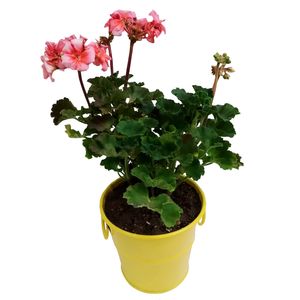 گیاه طبیعی شمعدانی مدل c 14