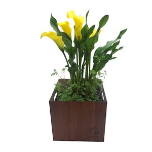 گیاه طبیعی شیپوری ناردونه کد m01