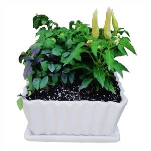 گیاه طبیعی طرح باغچه سبزیجات مدل c 32