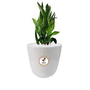 گیاه طبیعی عبایی شرکت گلباران سبز گیلان مدل gn12 6s