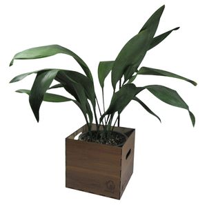 گیاه طبیعی عبایی ناردونه کد m01