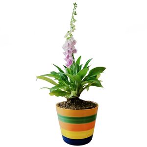 گیاه طبیعی فاکس گلو مدل d 9