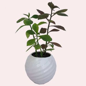 گیاه طبیعی فردوس کد 03