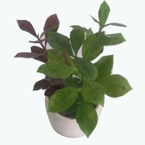 گیاه طبیعی فردوس کد f01