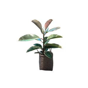 گیاه طبیعی فيكوس ابلق مدل m 2