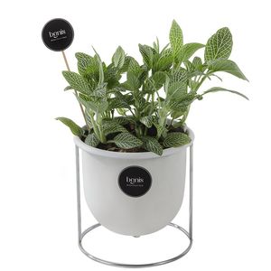 گیاه طبیعی فیتونیا بنیس فلاور مدل p 29