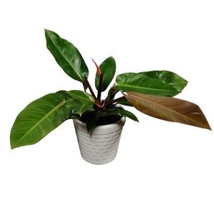 گیاه طبیعی فیلودندرون مدل پرتقالی کد 01