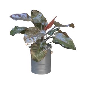 گیاه طبیعی فیلودندرون کاردینال کد c1