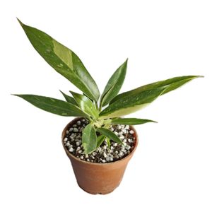 گیاه طبیعی فیلودندرون کنگره مدل آتشین