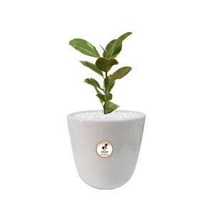 گیاه طبیعی فیکوس الاستیکا ابلق شرکت گلباران سبز گیلان مدل gn13 2m