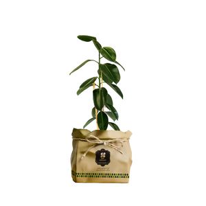 گیاه طبیعی فیکوس الاستیکا شرکت گلباران سبز گیلان مدل gn13 2k