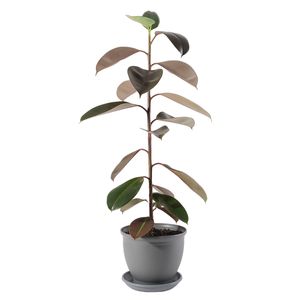 گیاه طبیعی فیکوس الاستیکا مدل p 17