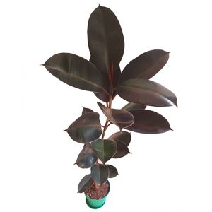 گیاه طبیعی فیکوس بلک مدل f 21