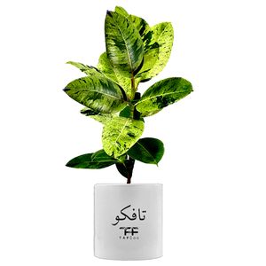گیاه طبیعی فیکوس تافکو مدل ببری کد 2x