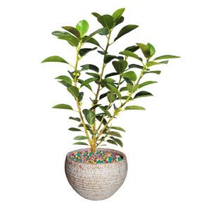 گیاه طبیعی فیکوس جنگلی مدل as 18 1