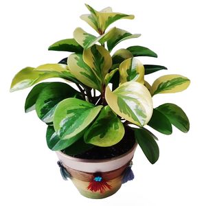 گیاه طبیعی قاشقی مدل c 37