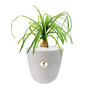 گیاه طبیعی لیندا شرکت گلباران سبز گیلان مدل gn13 31l