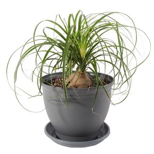 گیاه طبیعی لیندا مدل p 02