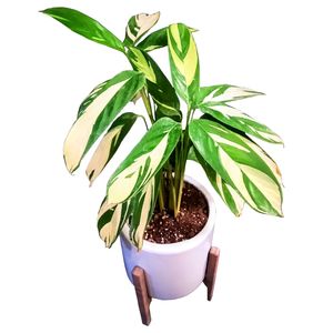 گیاه طبیعی مارانتا ابلق مدل c 2