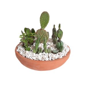 گیاه طبیعی مدل دیش گاردن کاکتوس و ساکولنت کد 002