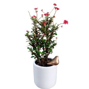 گیاه طبیعی مرجان مینیاتوری مدل g 12