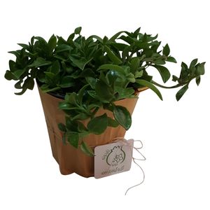 گیاه طبیعی ناز فرانسوی ناردونه کد m01