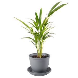 گیاه طبیعی نخل اریکا مدل p 01